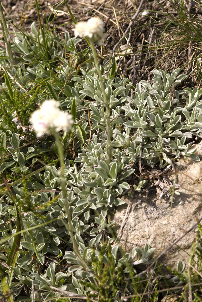 Antennaria dioica / Sempiterni di montagna